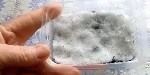 Kako sijati petunije za sadnice u snijegu